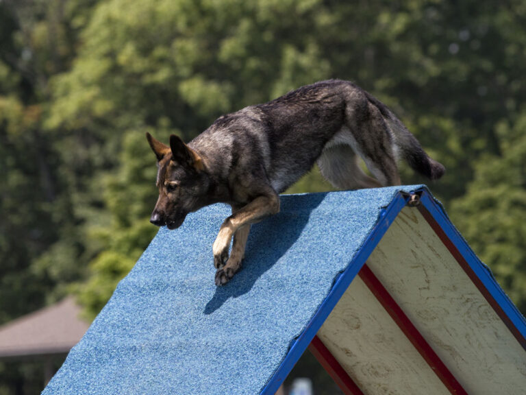 Protection dog in training