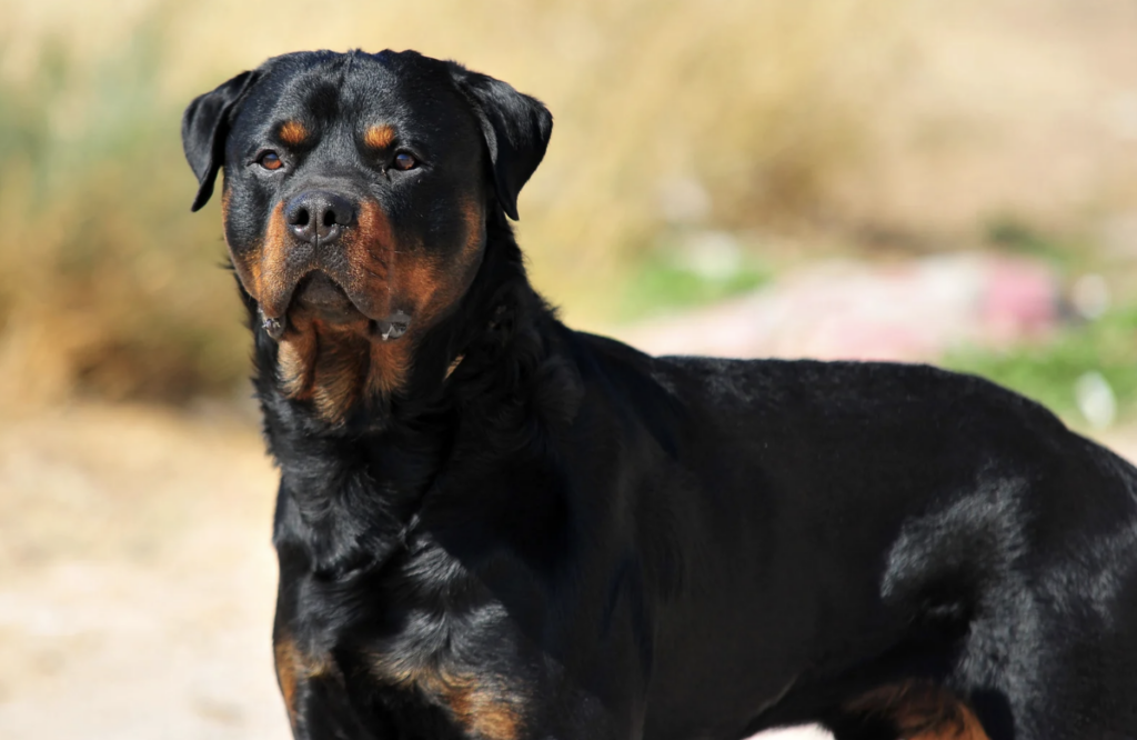 Rottweiler standing up