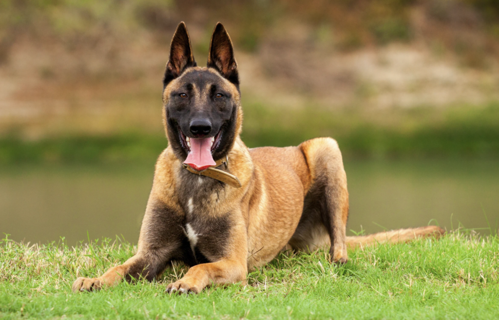 Belgian malinois lying on the grass