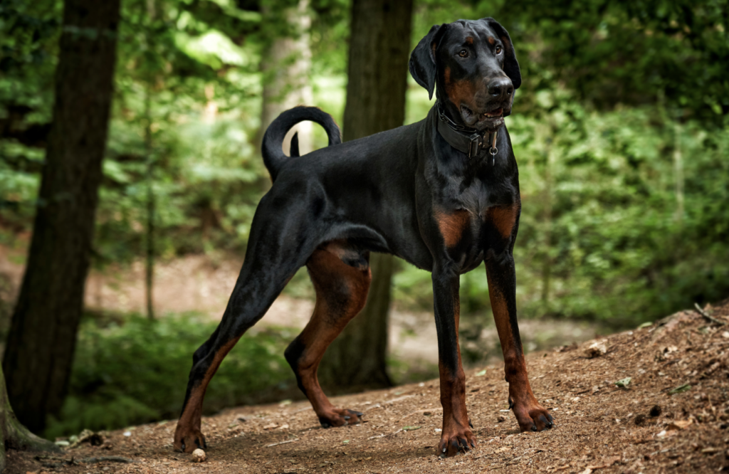 Doberman standing in wood