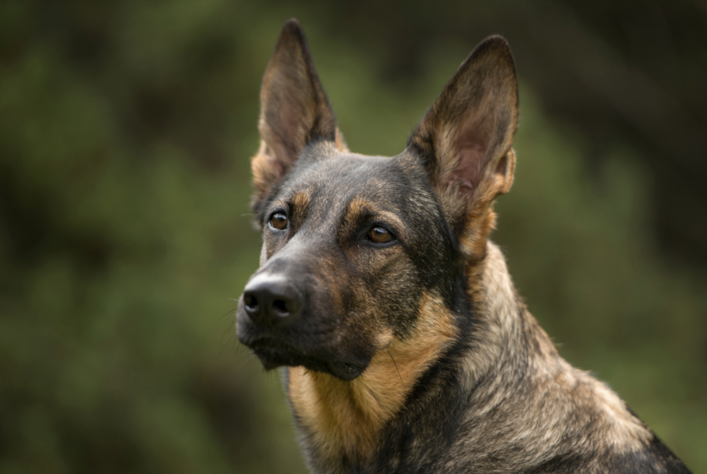 German shepherd head