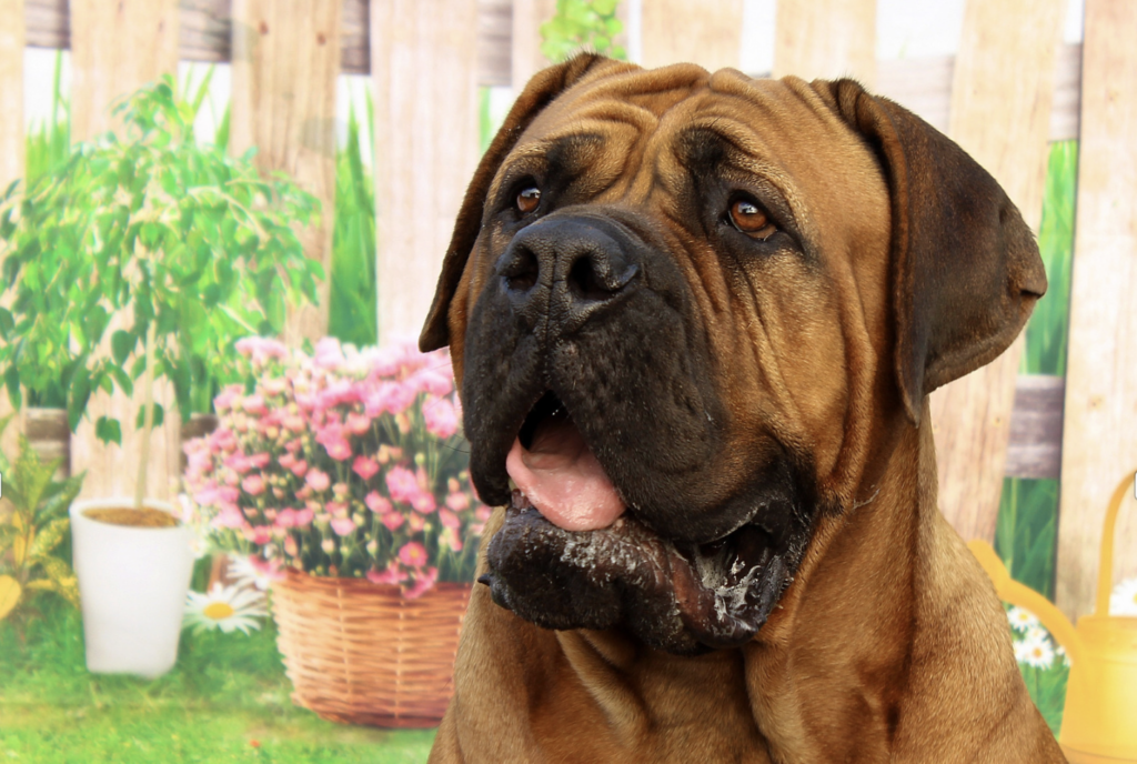Bullmastiff head