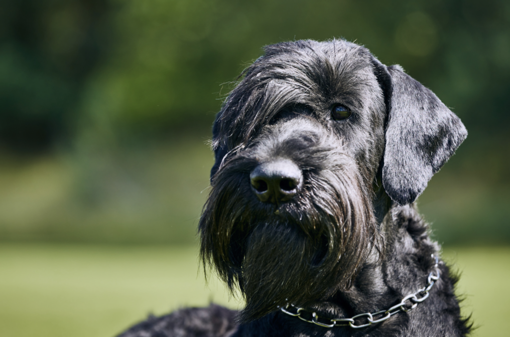 Giant schnauzer head
