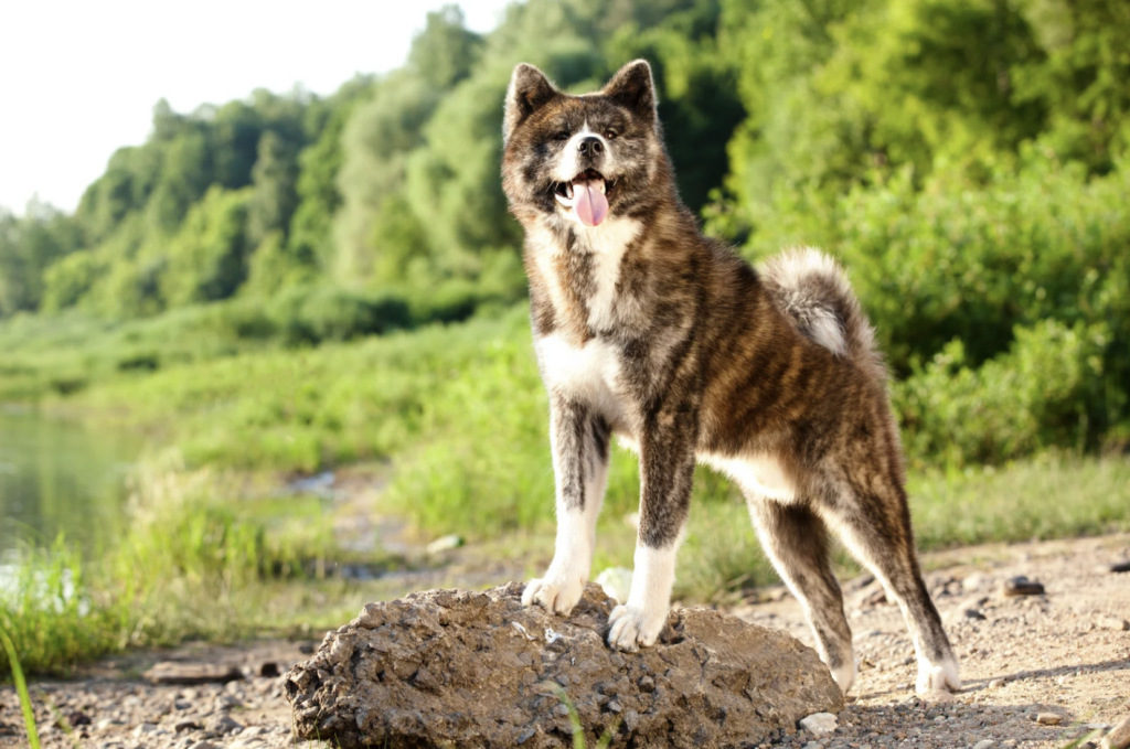 Brindle Akita standing by trees