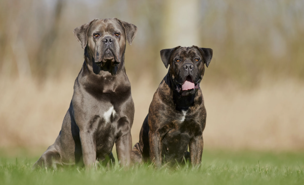 Two cane corso dog sitting