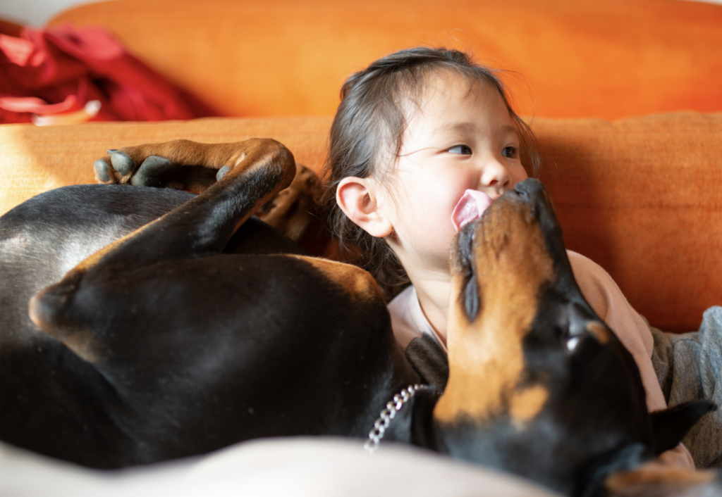 Family protection dog