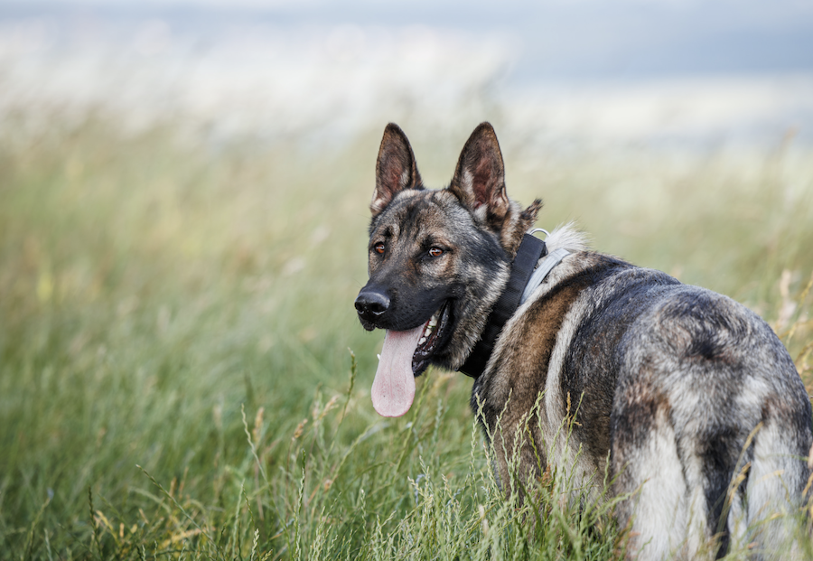 Protection dog training
