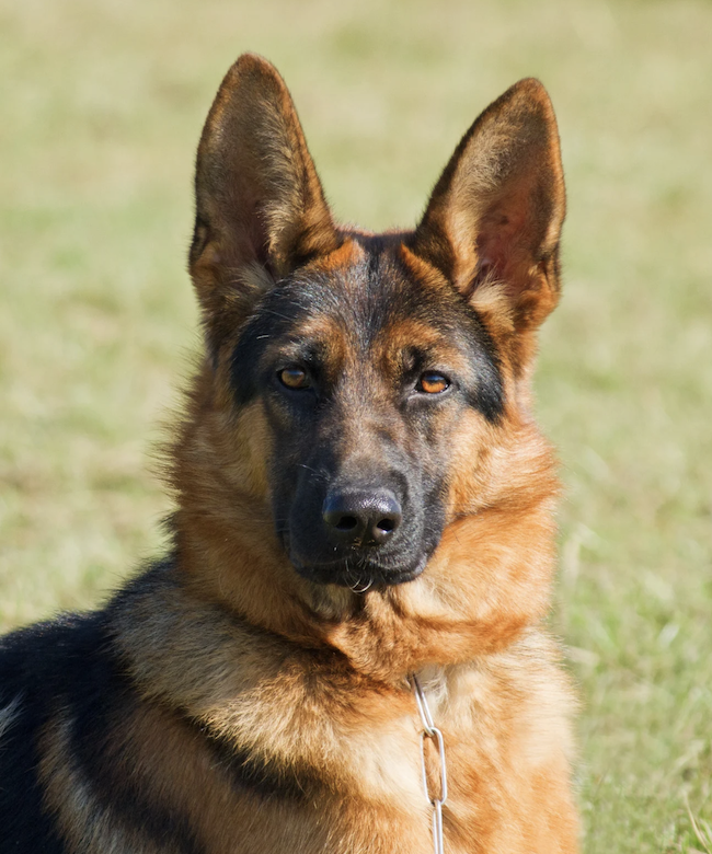 Protection dog training
