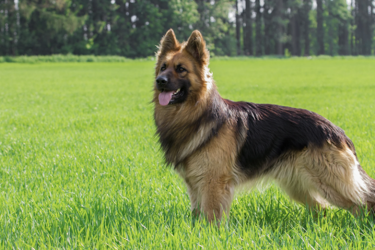 Protection dog training