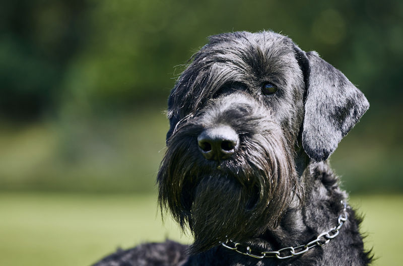 Protection dog training
