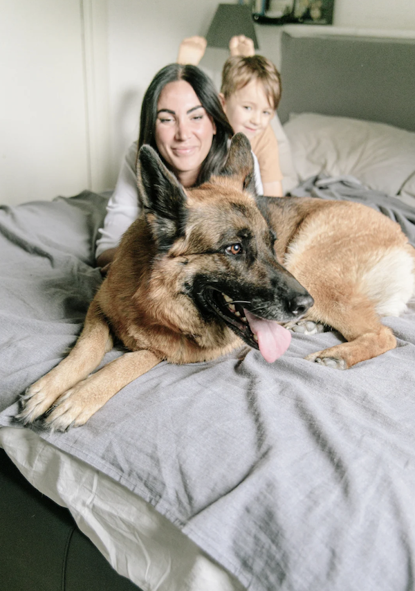 Family protection dog training