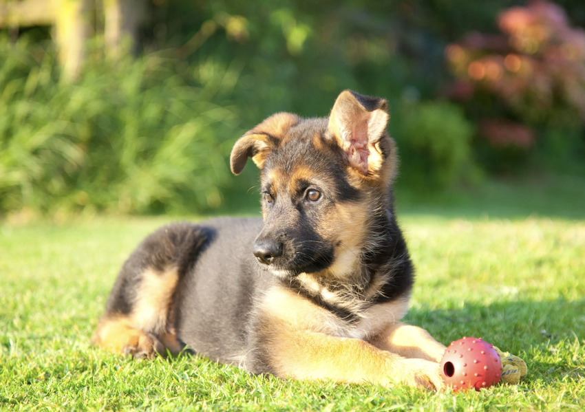 Protection dog puppy training